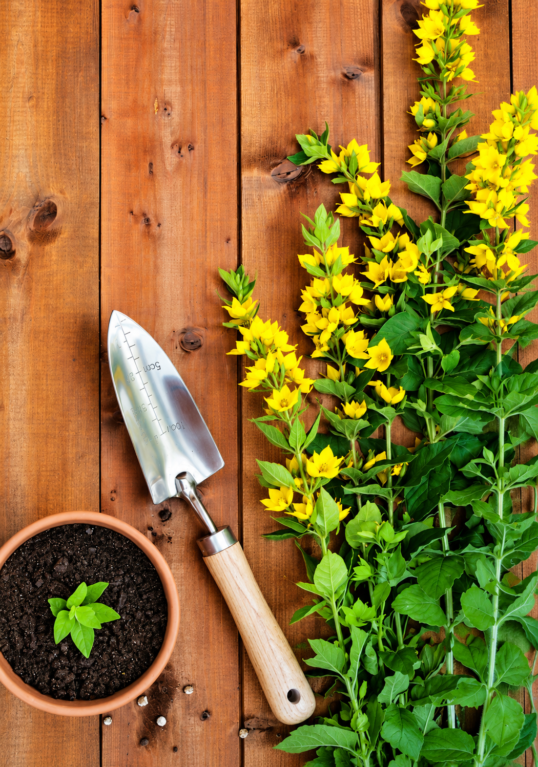 Gardener