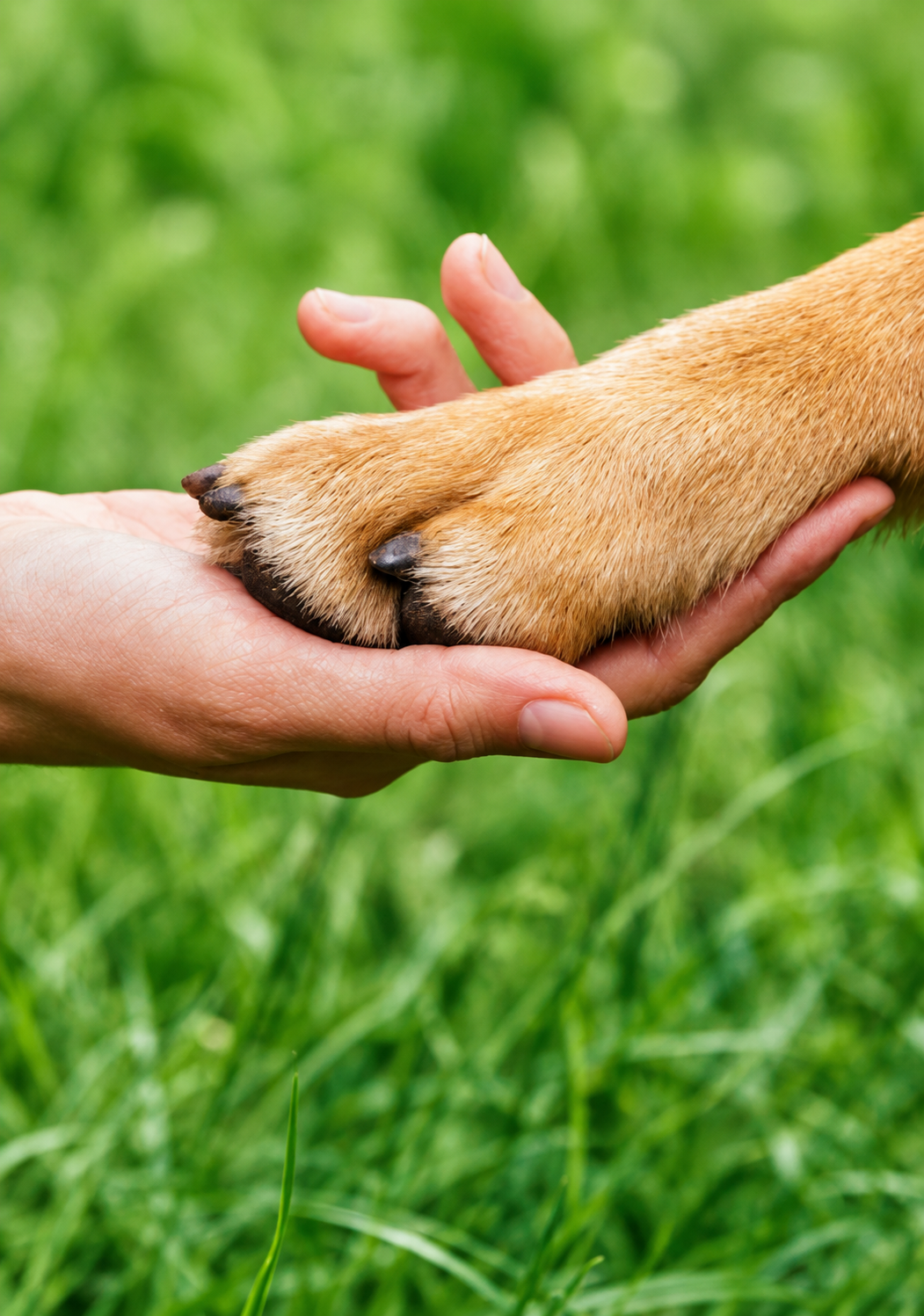 Pet Sitter